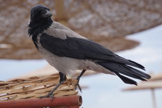 Corvus cornix - Nebelkrähe